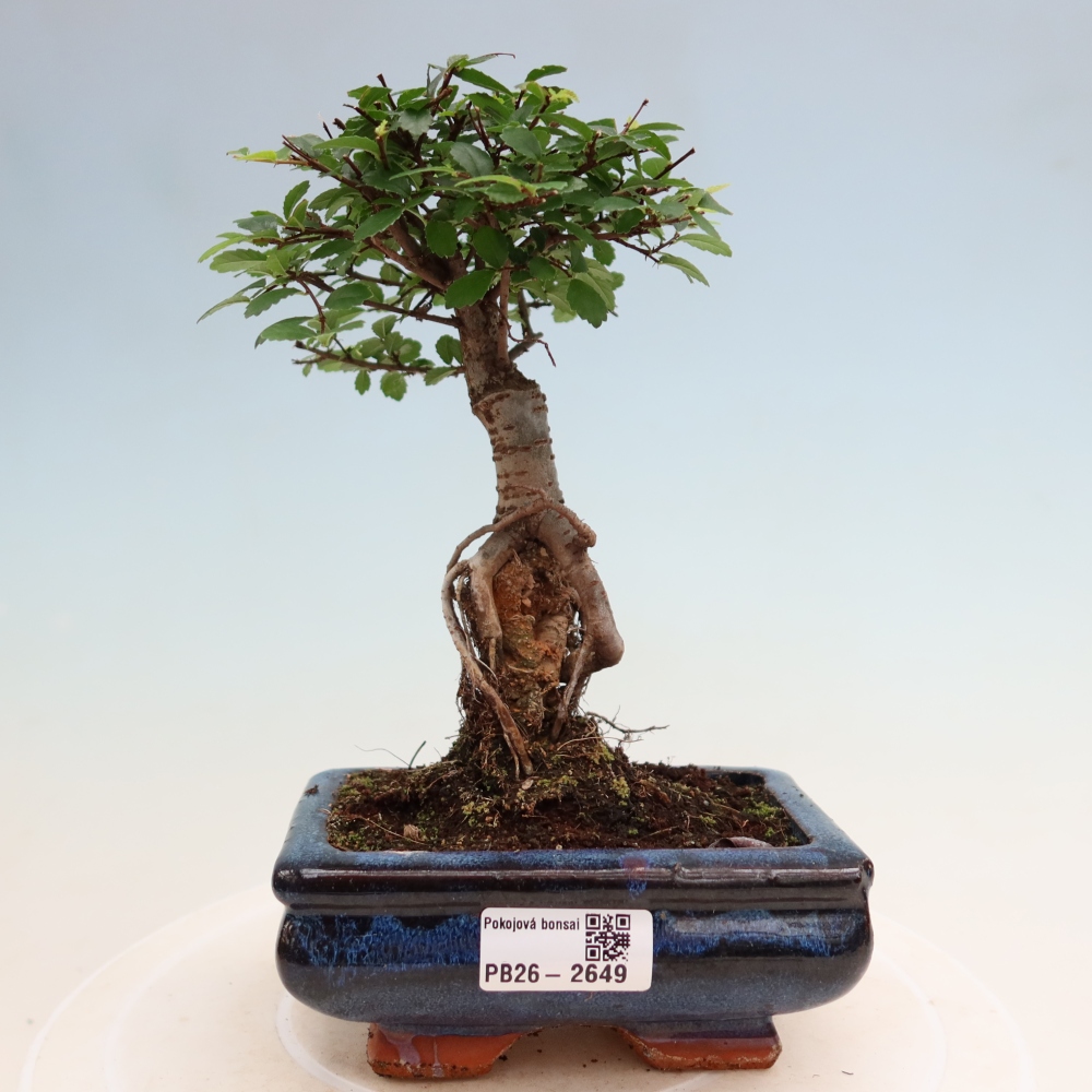 Szobai bonsai - Ulmus parvifolia - Kislevelű szilfa