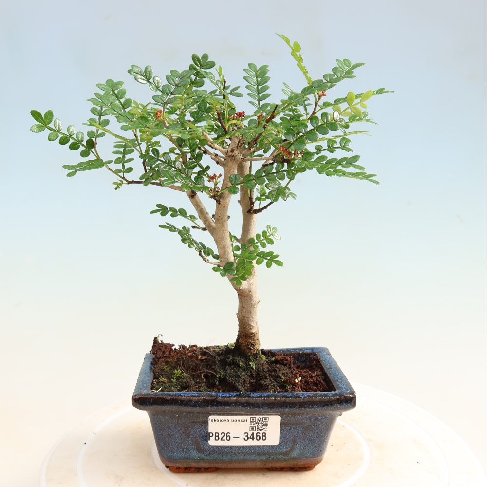 Szobai bonsai - Zantoxylum piperitum - borsfa