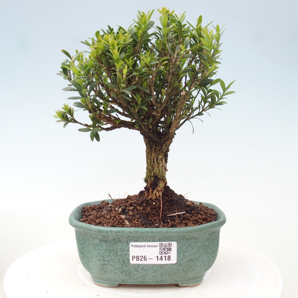 Szobai bonsai - Buxus harlandii - parafa buxus