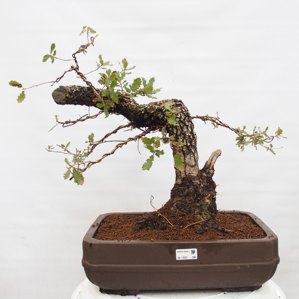 Yamadori - Quercus Ilex - Tölgy magyal