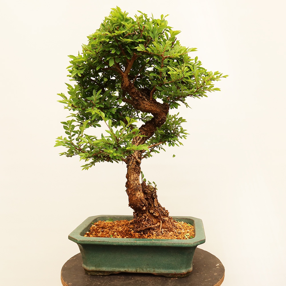 Kültéri bonsai - Zelkova - Zelkova NIRE