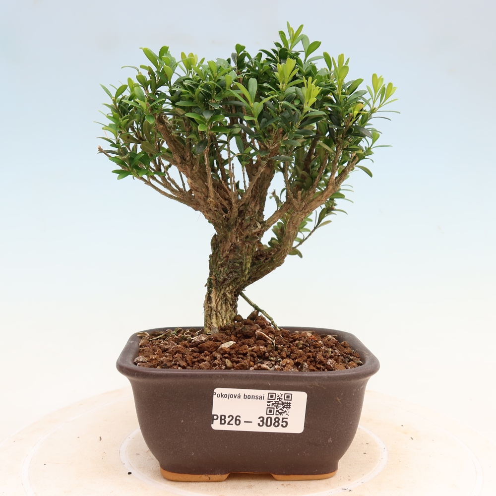 Szobai bonsai - Buxus harlandii - parafa buxus