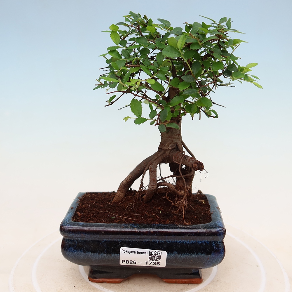 Szobai bonsai - Ulmus parvifolia - Kislevelű szilfa