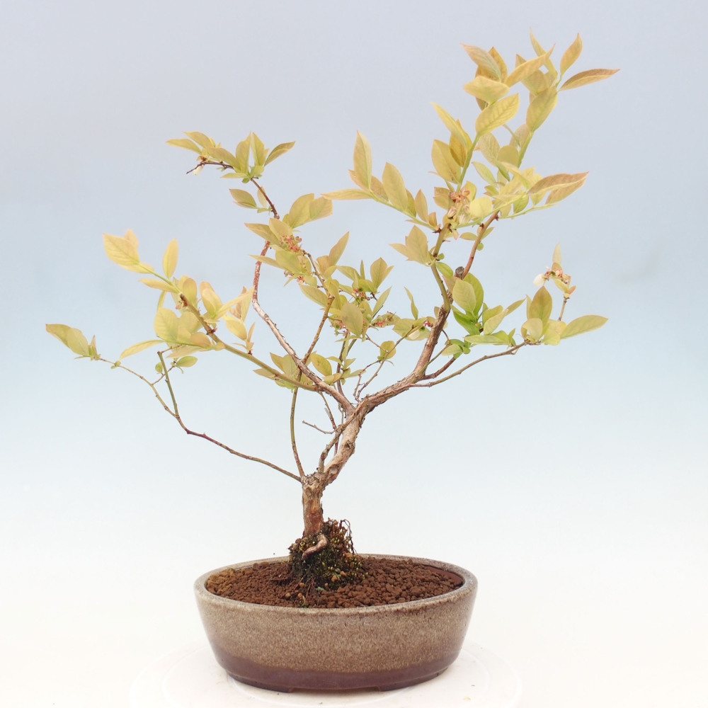 Kültéri bonsai - Kanadai áfonya - Vaccinium corymbosum