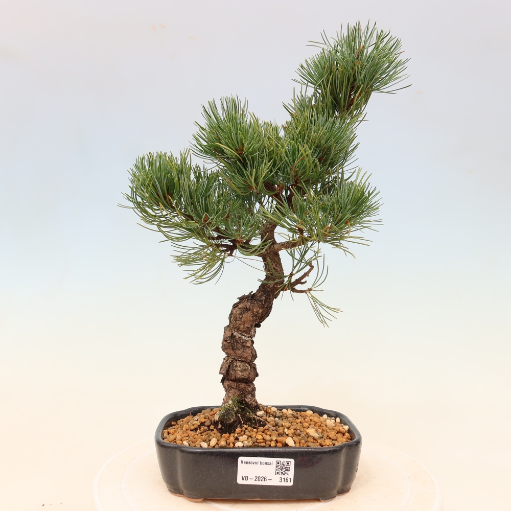 Kültéri bonsai - Pinus parviflora - Pinus parviflora
