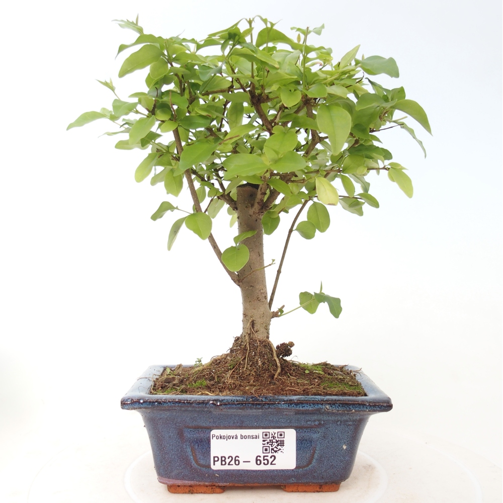Szobai bonsai -Ligustrum chinensis - Madárcsőr