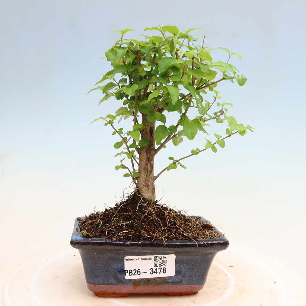Szobai bonsai -Ligustrum chinensis - Madárcsőr