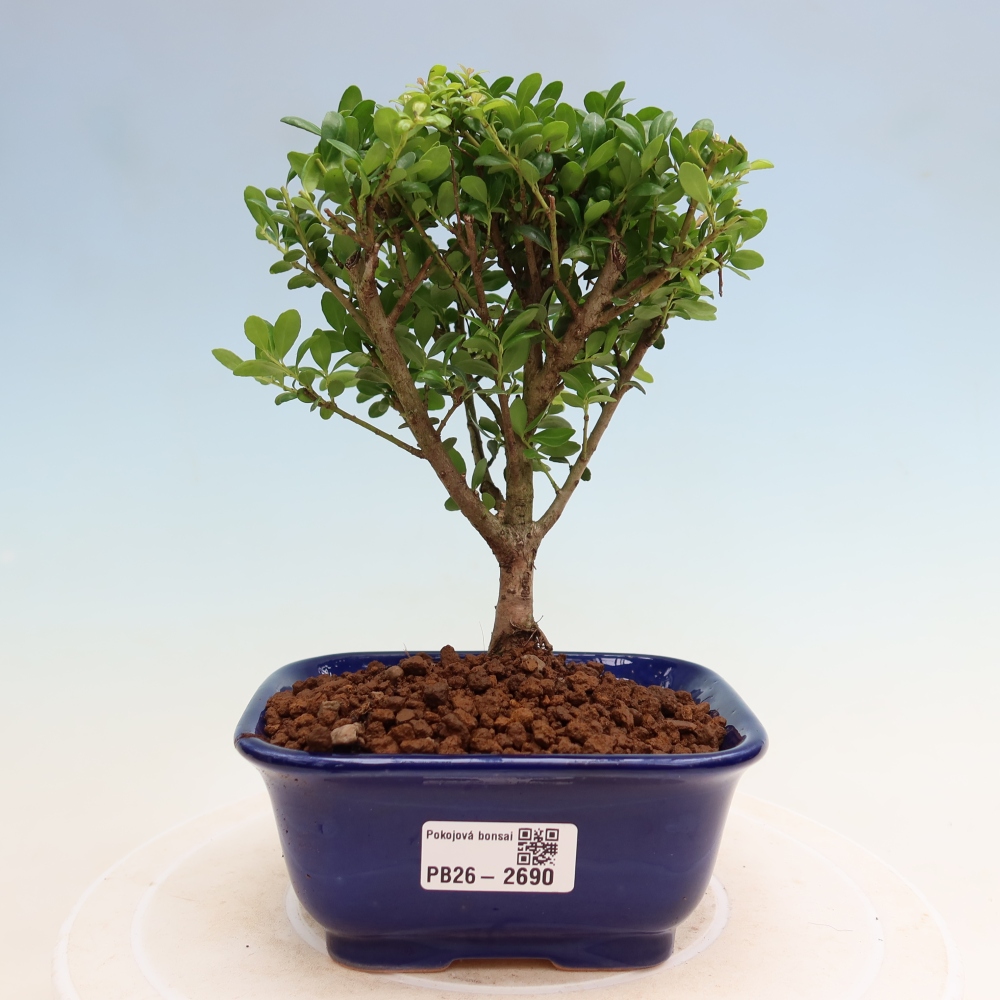 Szobai bonsai - Ilex crenata - Holly