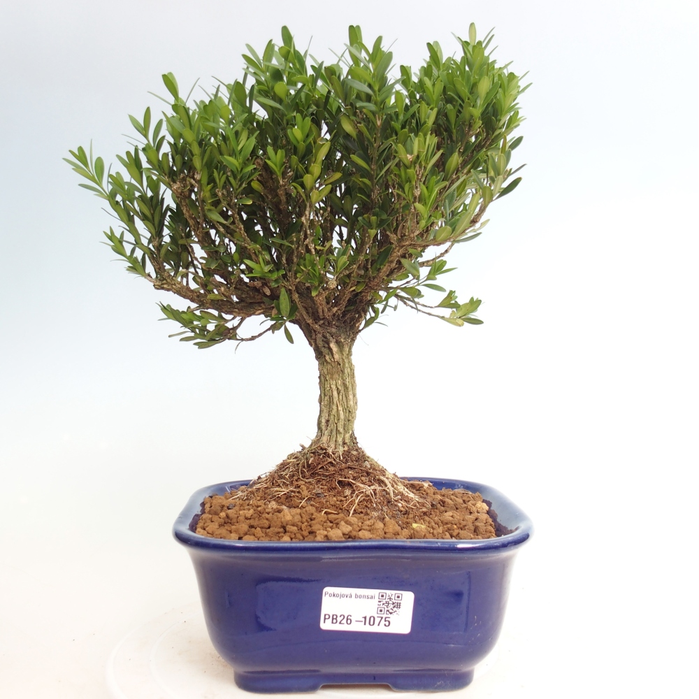 Szobai bonsai - Buxus harlandii - parafa buxus