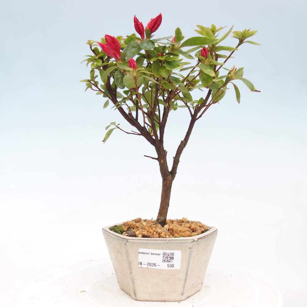 Kültéri bonsai - japán azálea - Azalea sp.