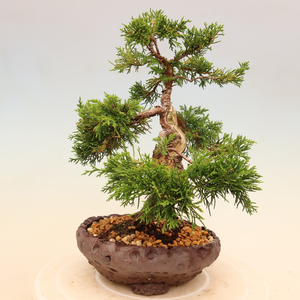 Kültéri bonsai - Juniperus chinensis Itoigawa