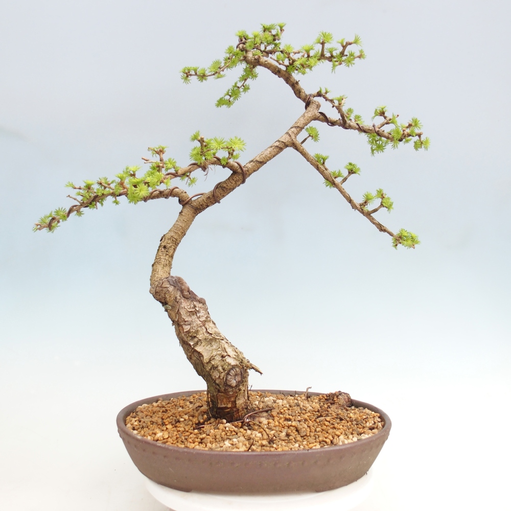 Kültéri bonsai -Larix decidua - vörösfenyő - Csak raklapon szállítható