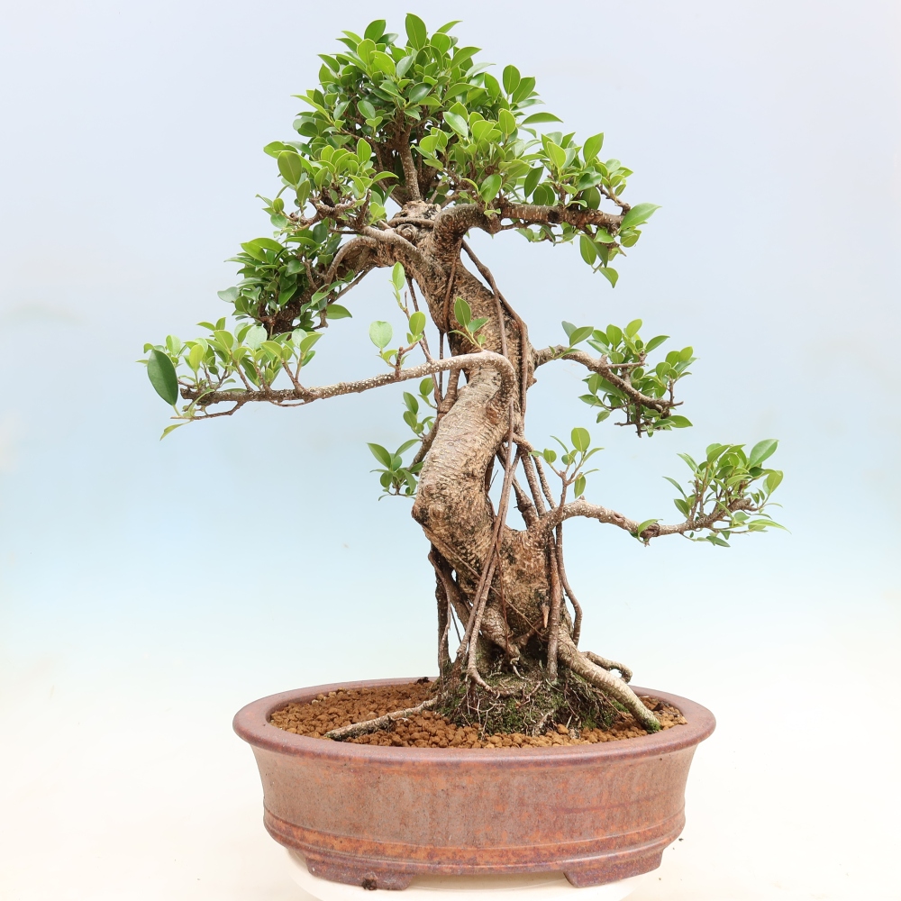 Szobai bonsai - Ficus kimmen - kislevelű fikusz