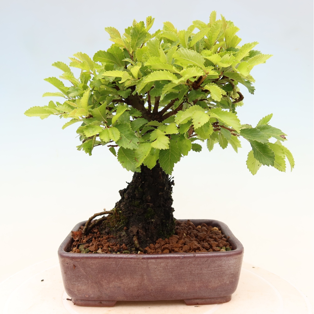 Kültéri bonsai - Zelkova - Zelkova NIRE