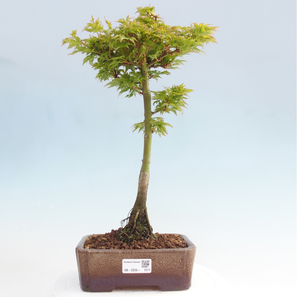 Kültéri bonsai -Javor pálma Acer palmatum Shishigashira