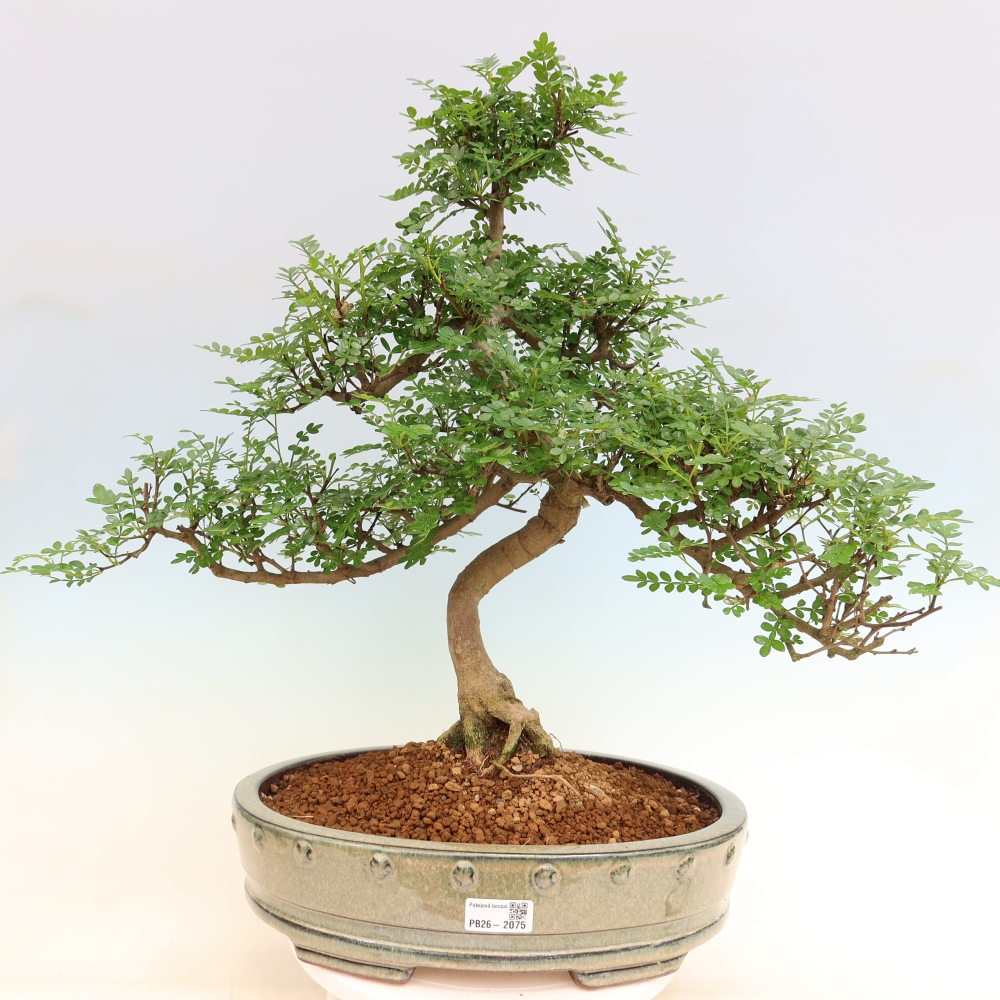 Szobai bonsai - Zantoxylum piperitum - borsfa