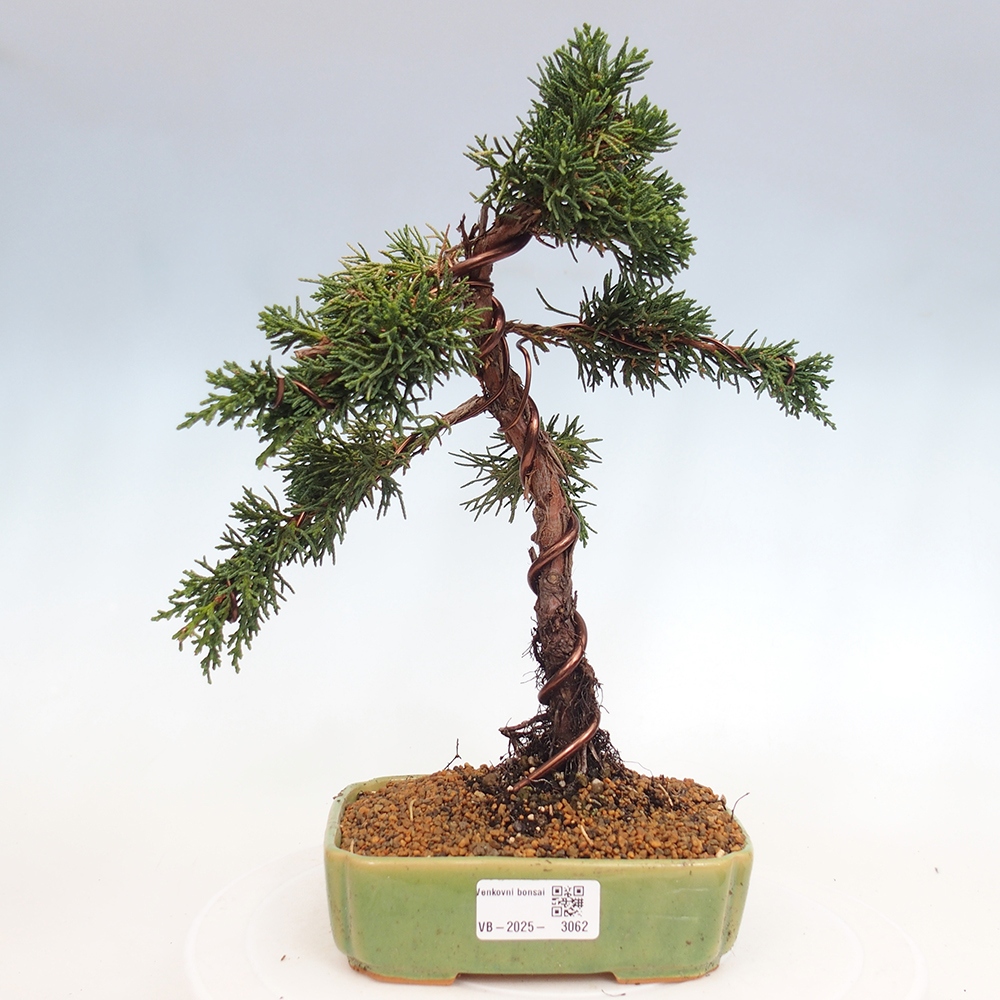 Kültéri bonsai - Juniperus chinensis Kishu