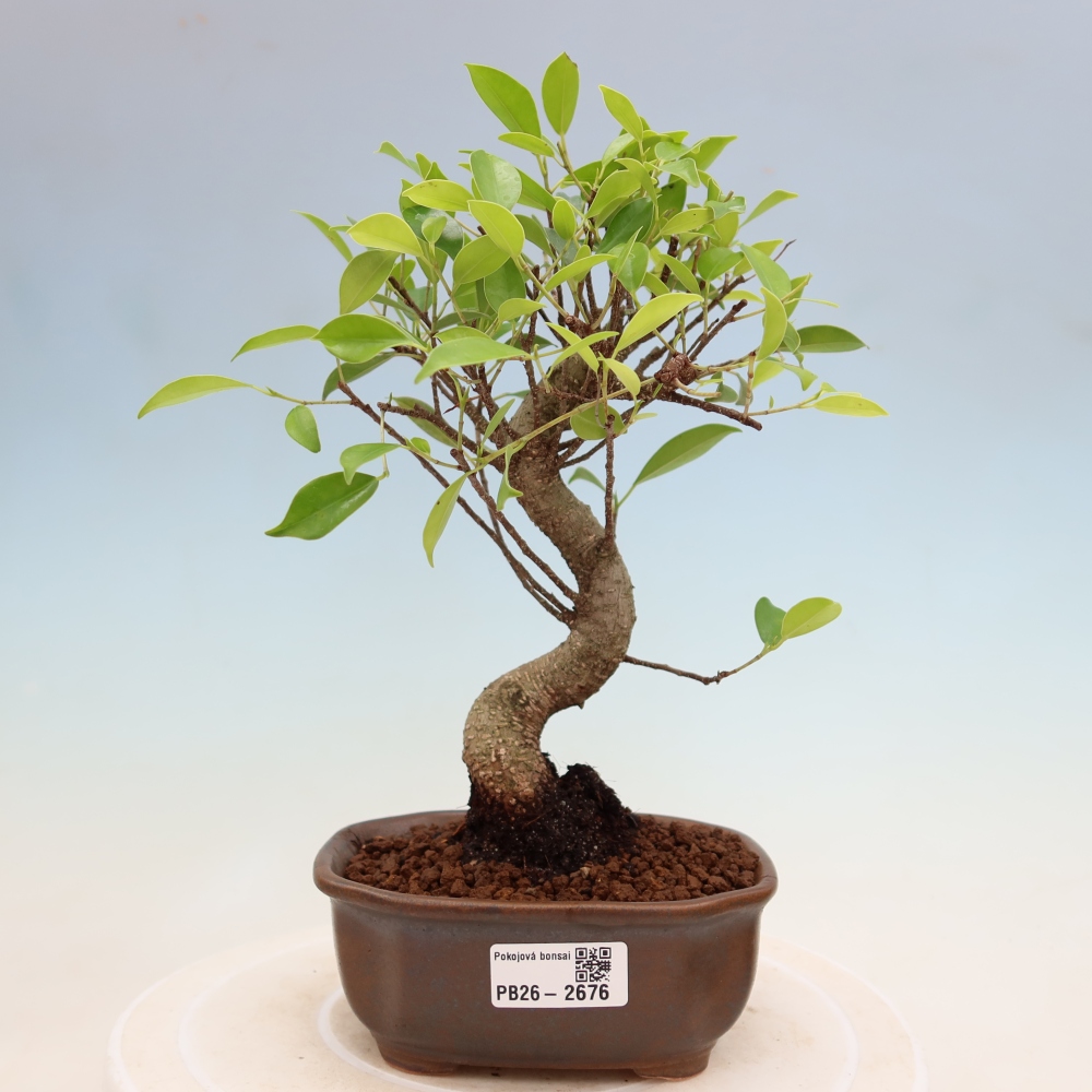 Szobai bonsai - Ficus kimmen - kislevelű fikusz