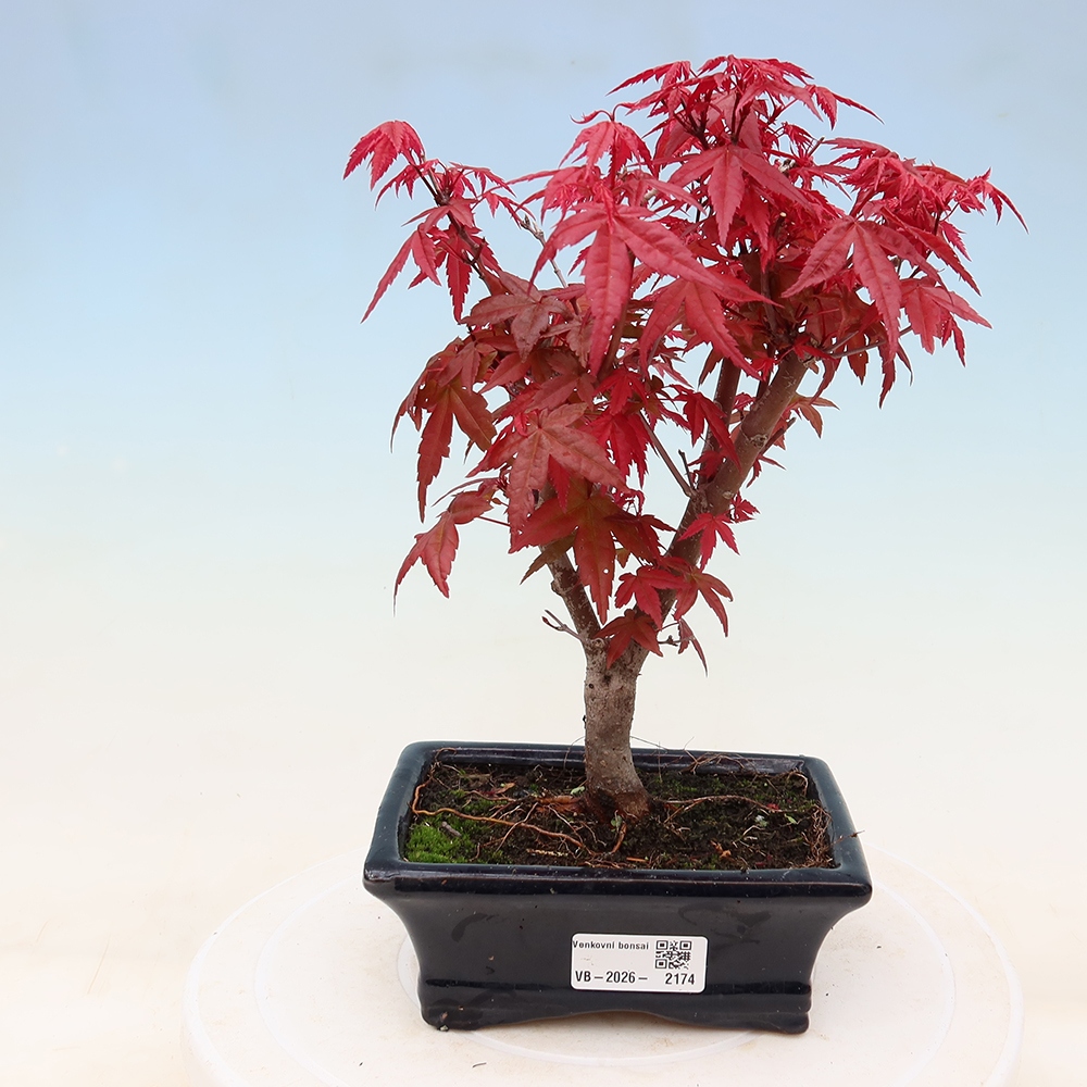 Kültéri bonsai - Acer palmatum DESHOJO