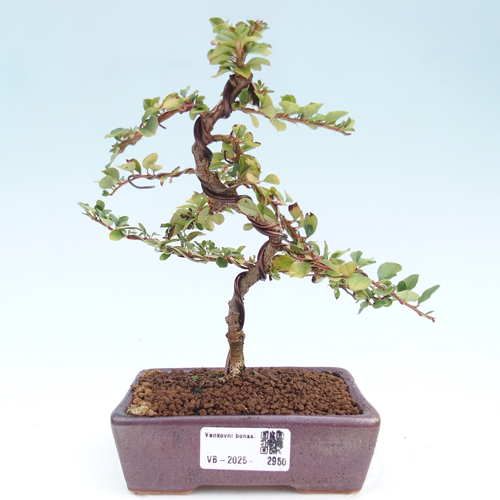 Kültéri bonsai - Cotoneaster horizontalis - Rocky Mountain