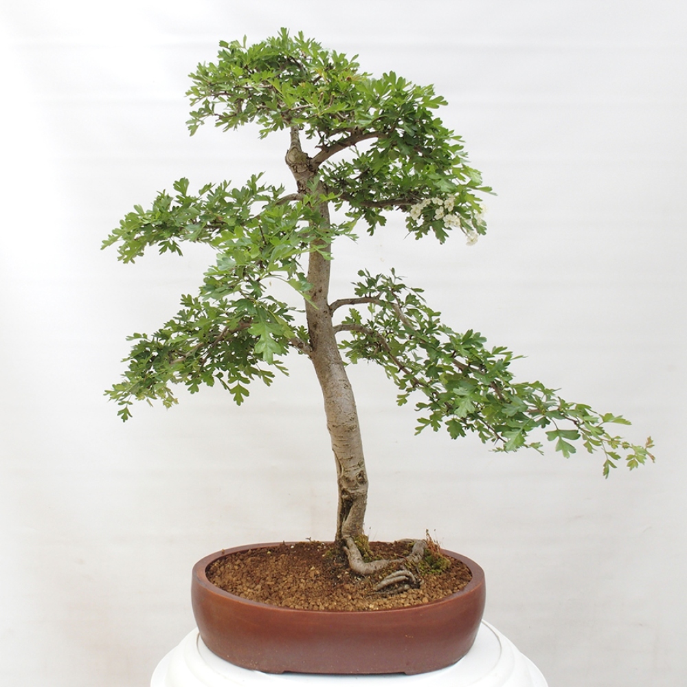 Kültéri bonsai - Galagonya - Crataegus monogyna