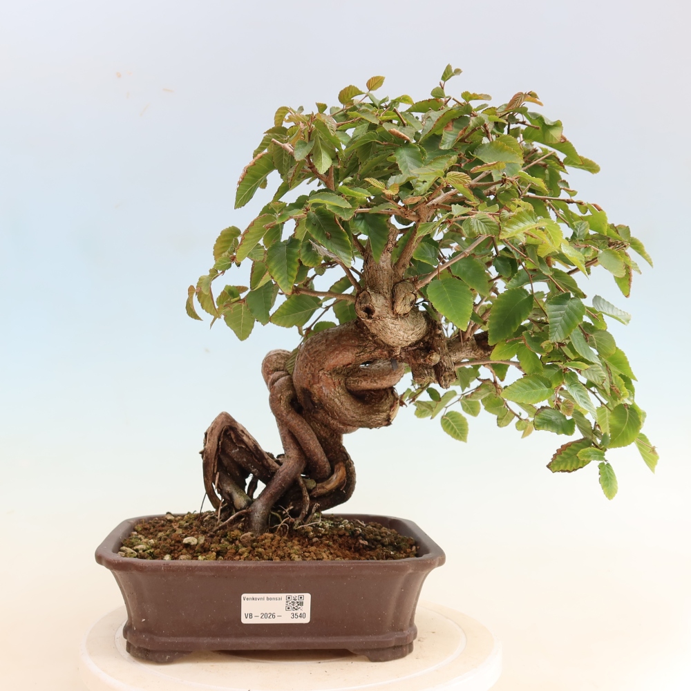 Kültéri bonsai -Carpinus CARPINOIDES - Koreai gyertyánfa