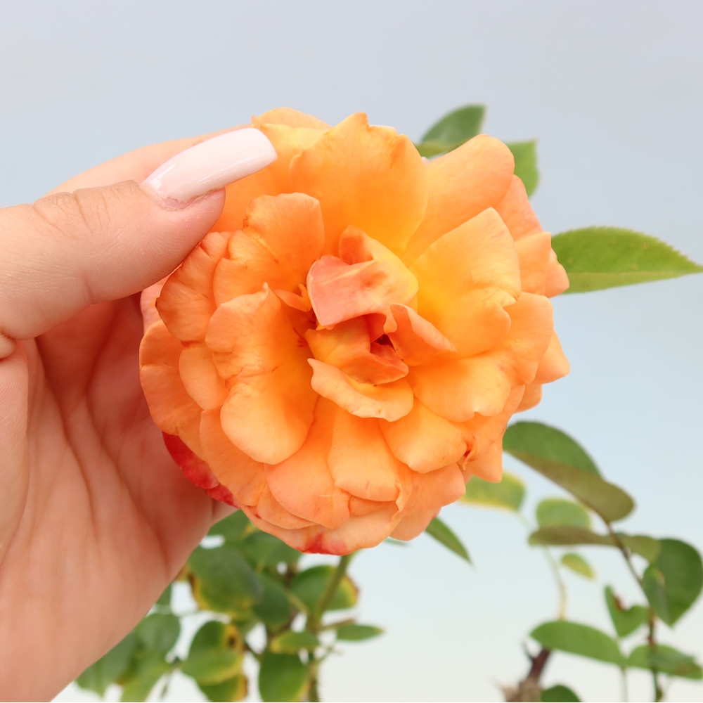 Kültéri bonsai - Rosa Kordes - rózsa