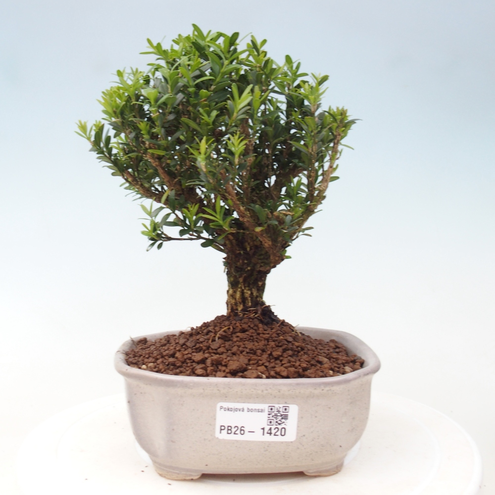 Szobai bonsai - Buxus harlandii - parafa buxus