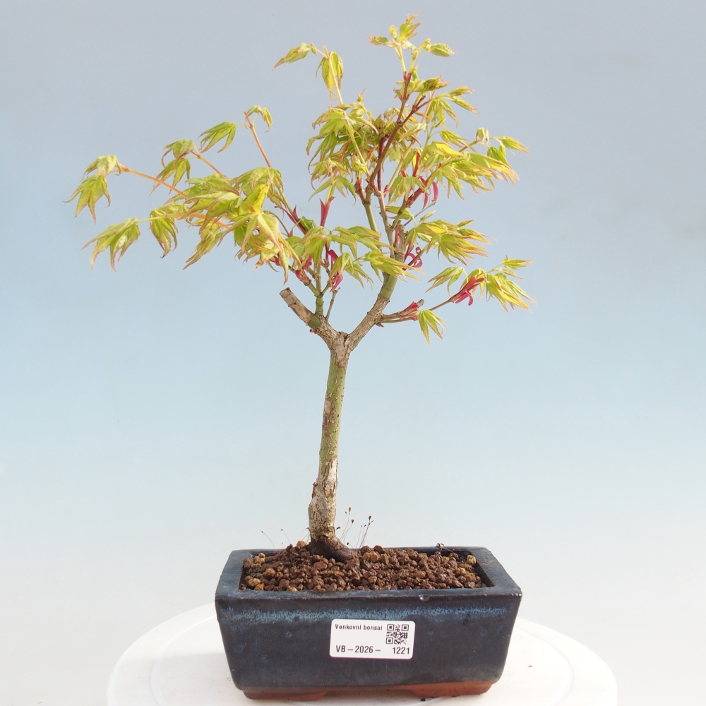 Acer palmatum Aureum - Arany juhar