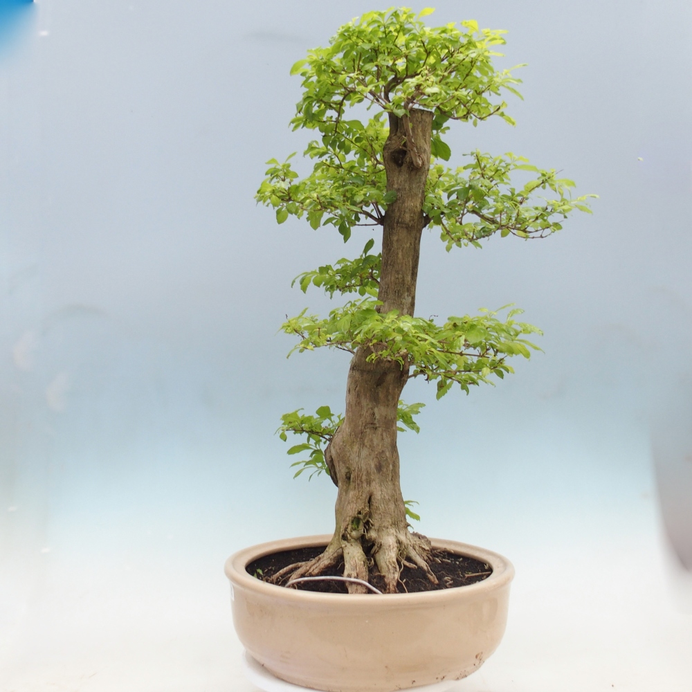 Szobai bonsai - Duranta erecta Aurea - CSAK SZEMÉLYES Begyűjtés vagy raklapos szállítás