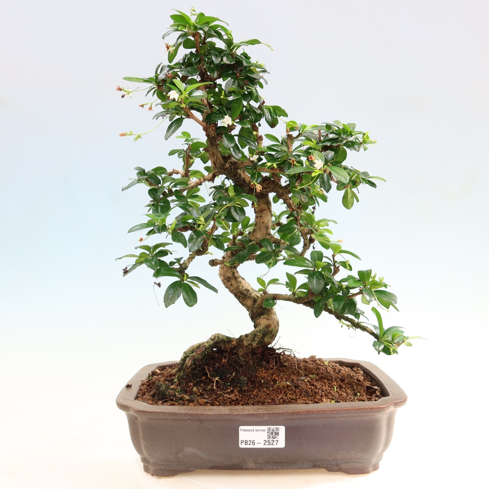 Szobai bonsai - Carmona macrophylla - Tea fuki