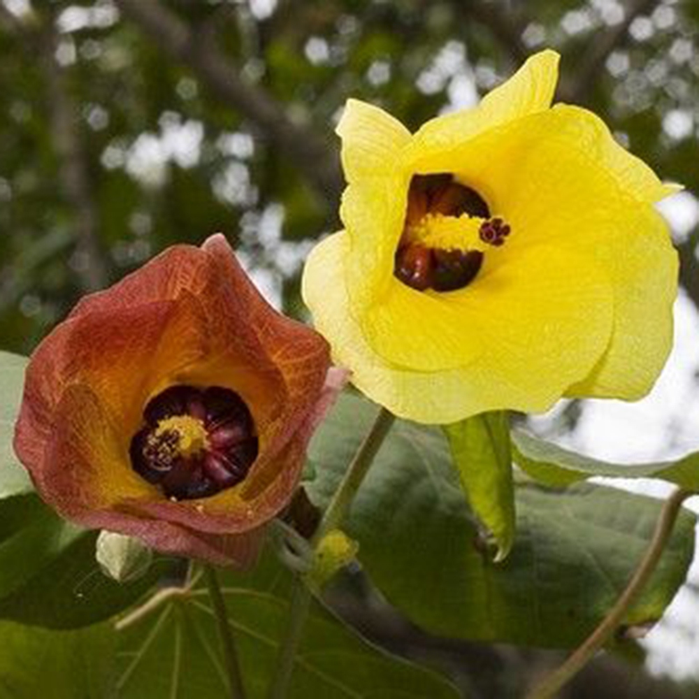 Beltéri bonsai - Hibiscus tiliaceus - tengeri hibiszkusz