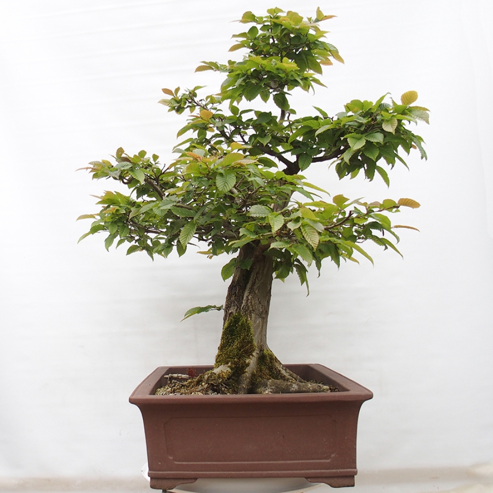 Kültéri bonsai - gyertyán - Carpinus betulus
