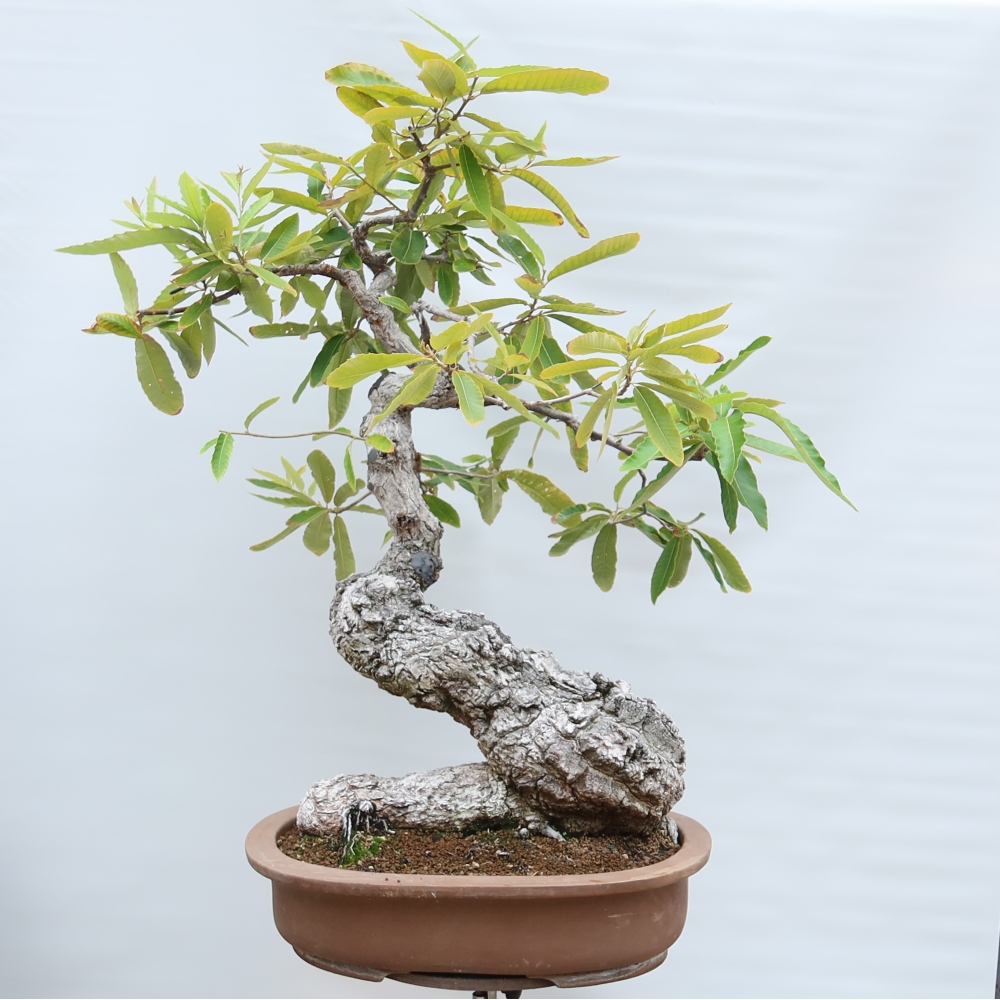 Kültéri bonsai – Quercus castaneifolia – Gesztenyelevelű tölgy
