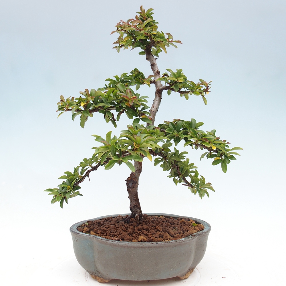 Kültéri bonsai-Pyracantha Teton - Hlox