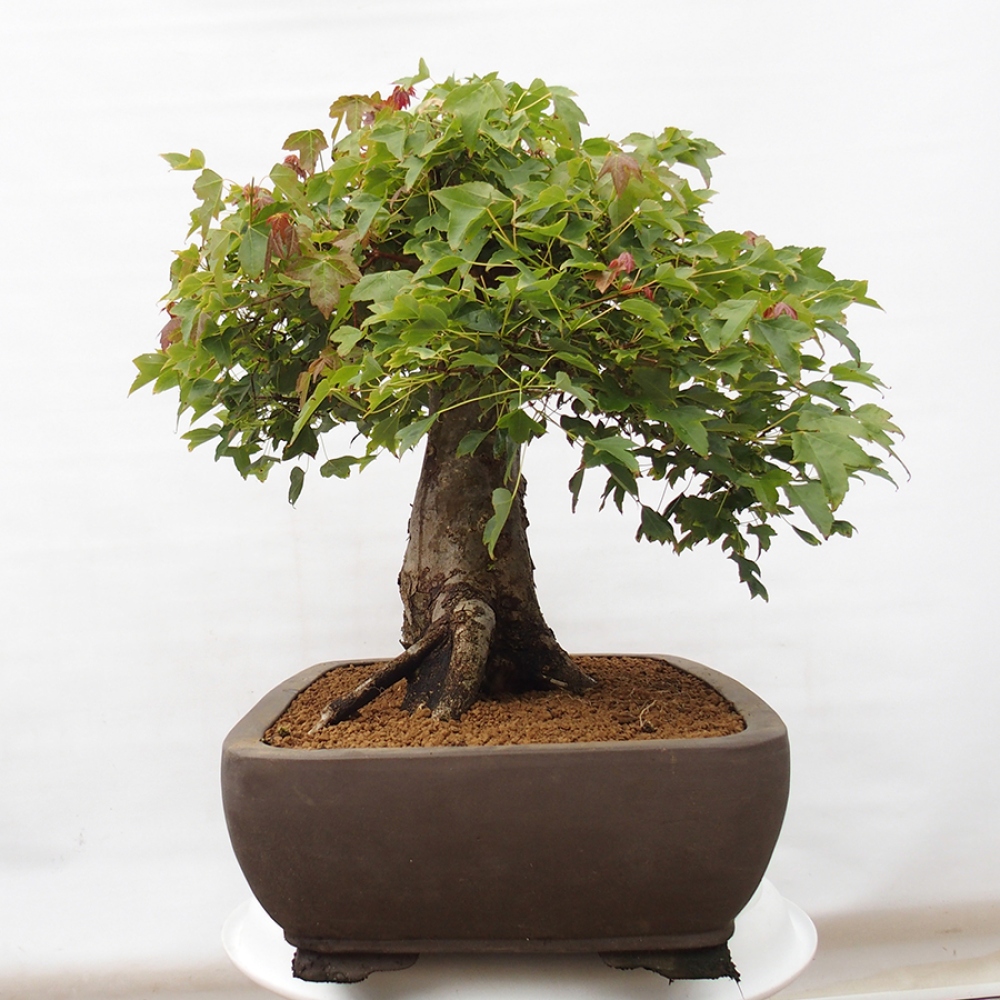 Kültéri bonsai - Acer Buergerianum - Burger juhar