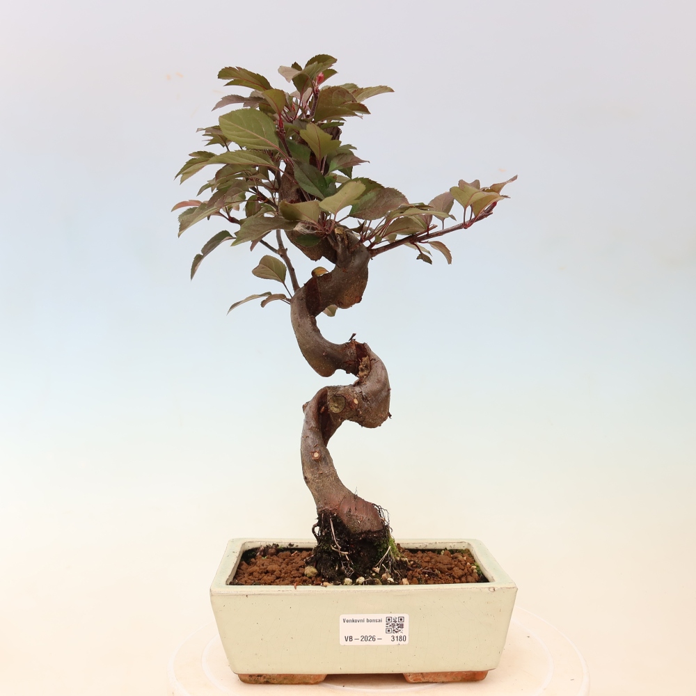Kültéri bonsai -Malus domestica - Kis gyümölcsű piros levelű almafa