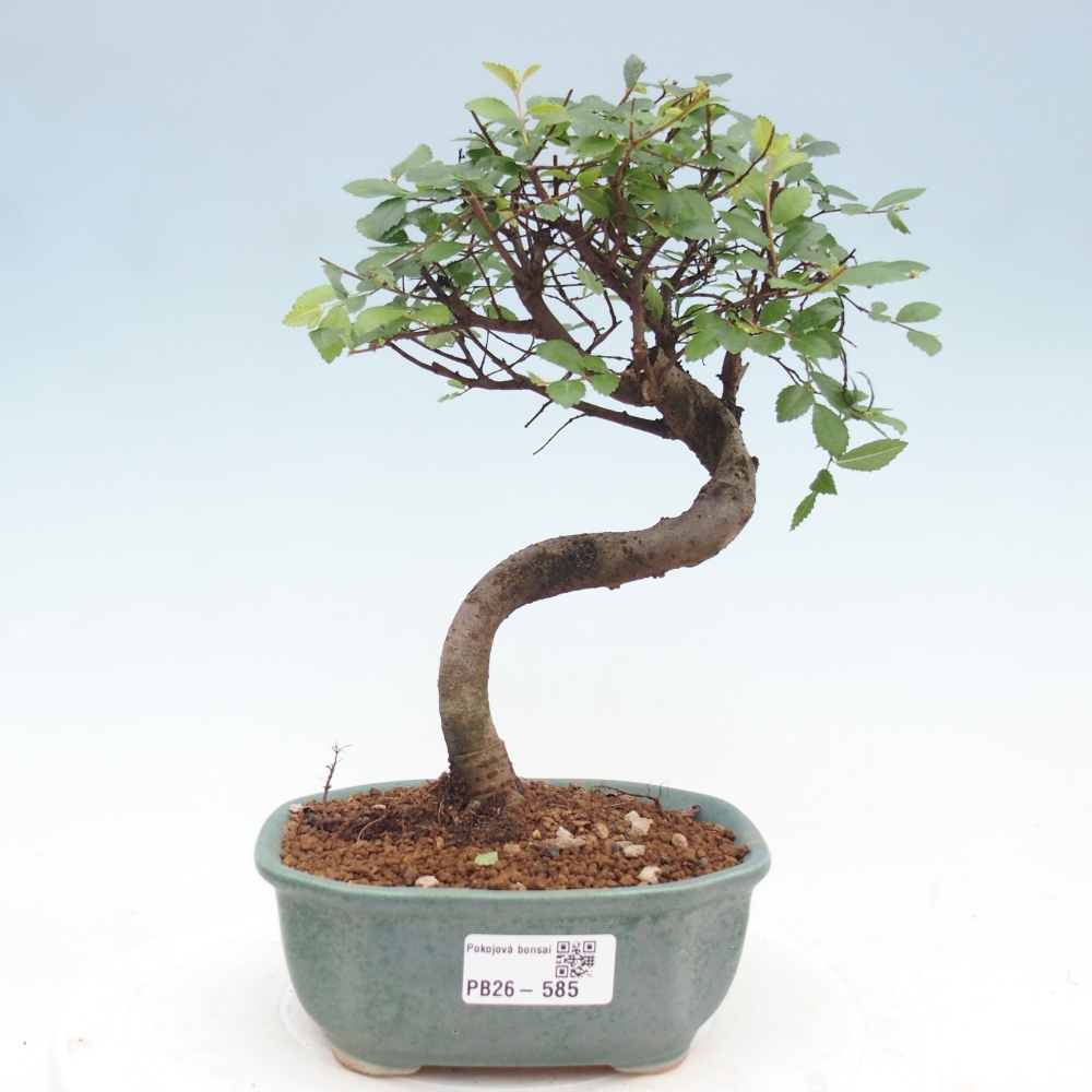 Szobai bonsai - Ulmus parvifolia - Kislevelű szilfa