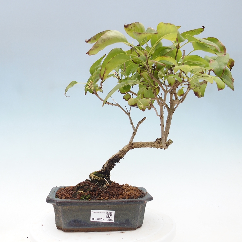Kültéri bonsai - Fűzfa - Syringa vulgaris
