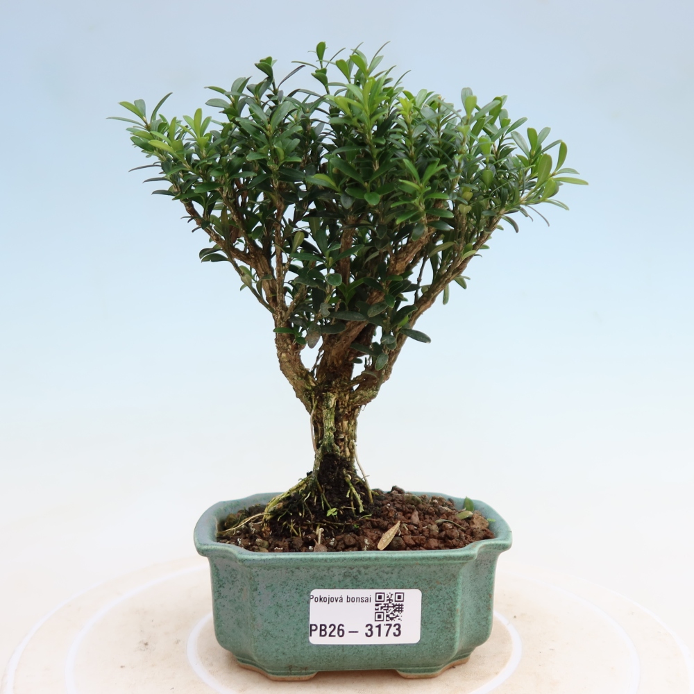 Szobai bonsai - Buxus harlandii - parafa buxus