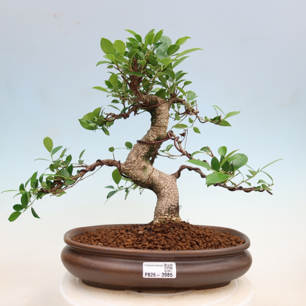 Szobai bonsai - Ficus kimmen - kislevelű fikusz