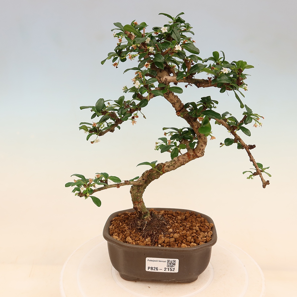 Szobai bonsai - Carmona macrophylla - Tea fuki