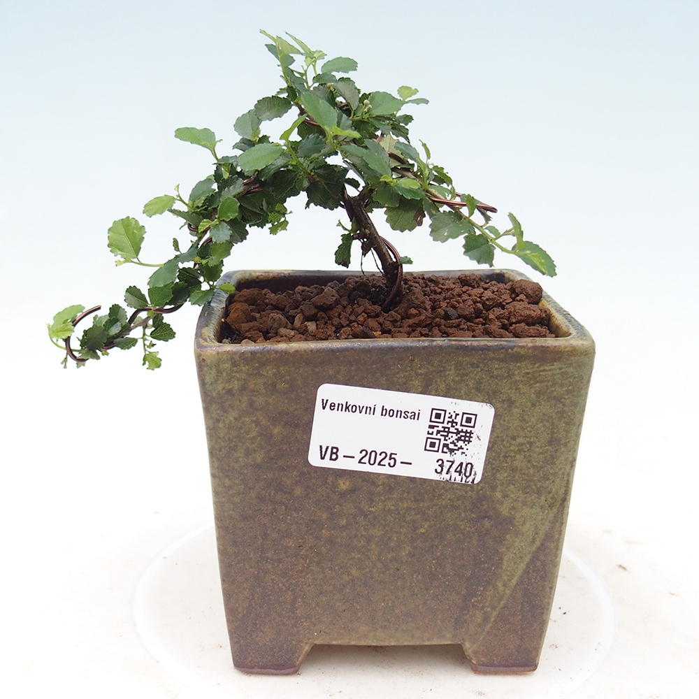 Szobai bonsai - Grewia sp. - Grewia malafolia