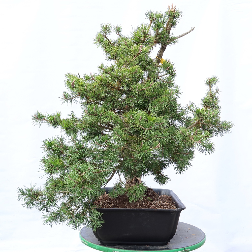 Pinus sylvestris Spanyolország – erdei fenyő