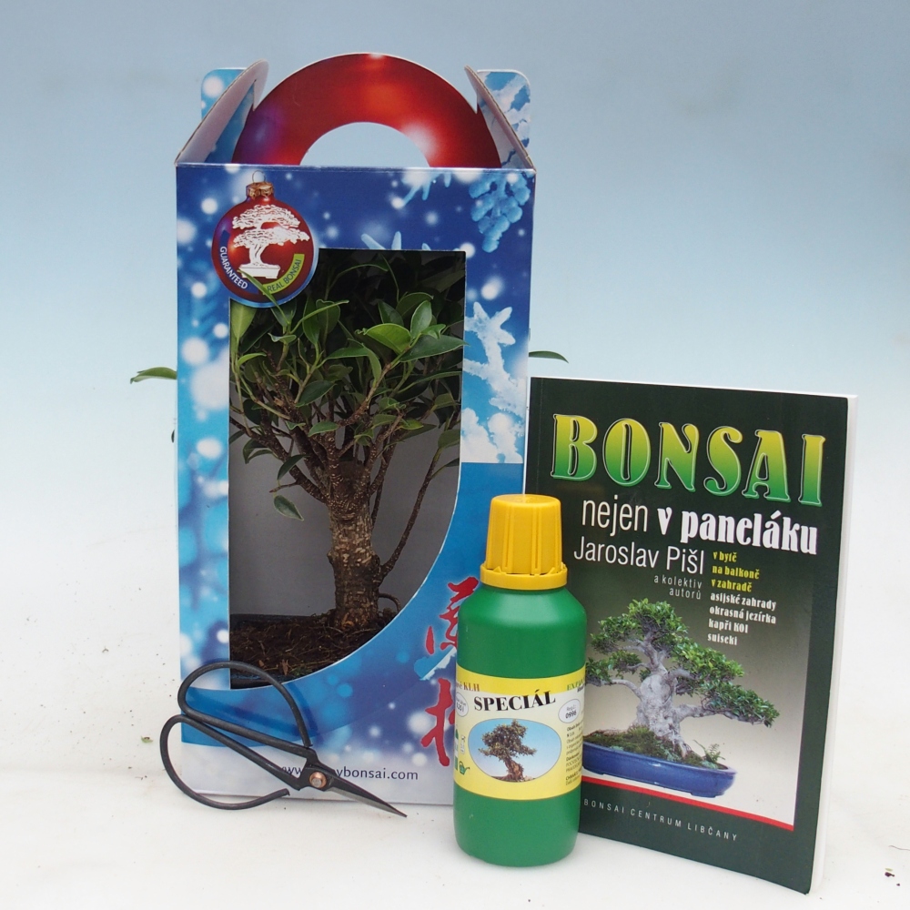 Szobai bonsai ajándékdobozban Ficus retusa - Kislevelű fikusz