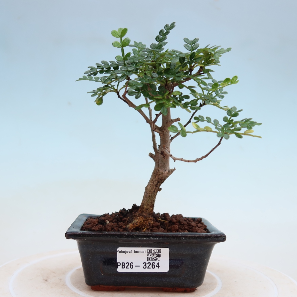 Szobai bonsai - Zantoxylum piperitum - borsfa