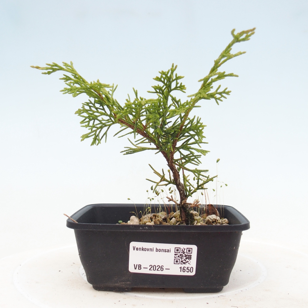 Kültéri bonsai - Juniperus chinensis Itoigawa