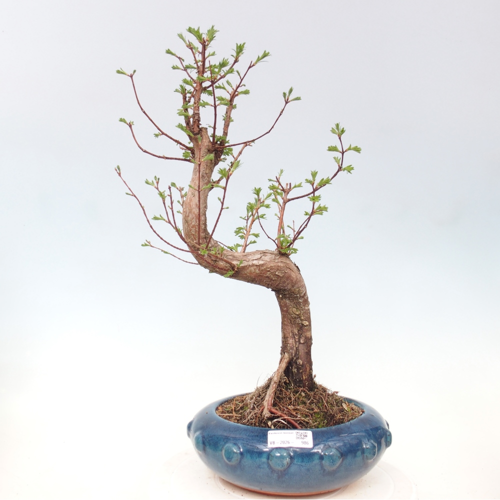 Kültéri bonsai - Metasequoia glyptostroboides - Kínai metasequoia