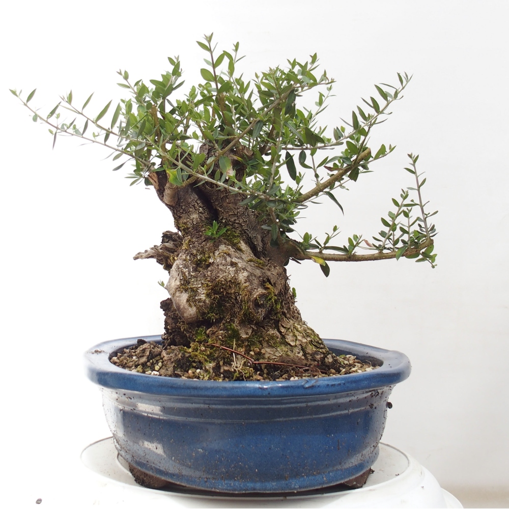 Beltéri bonsai - Olea europaea sylvestris