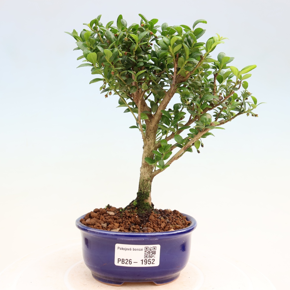 Szobai bonsai - Ilex crenata - Holly